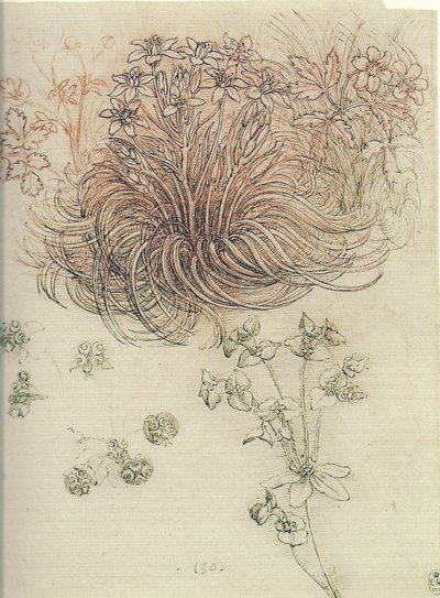 Ornithogalum (Star of Bethlehem) by Leonardo da Vinci